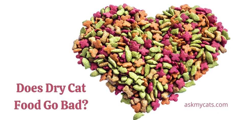 does-dry-cat-food-go-bad-how-long-does-dry-cat-food-last