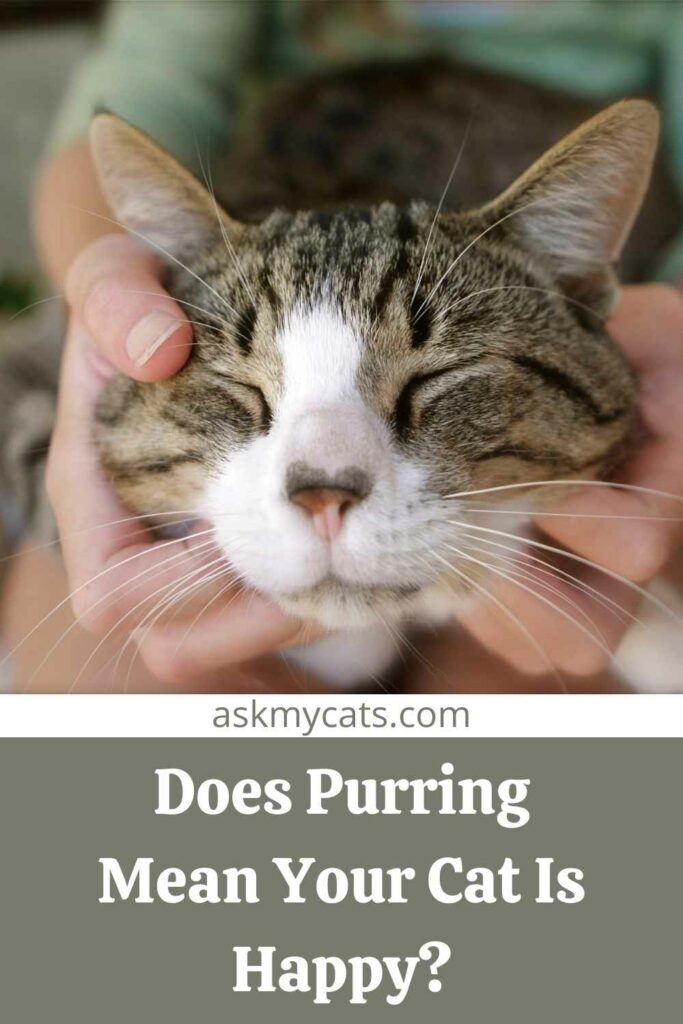 Does Purring Mean Your Cat Is Happy?