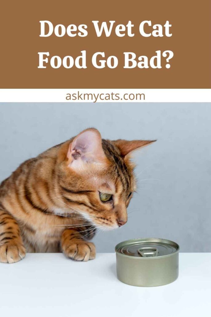 Does Wet Cat Food Go Bad?