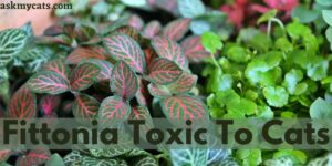 Is Fittonia Toxic To Cats? How To Keep Cats Away From Fittonia?