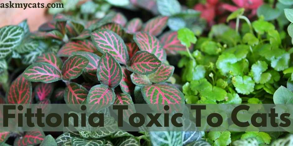 Fittonia Toxic To Cats