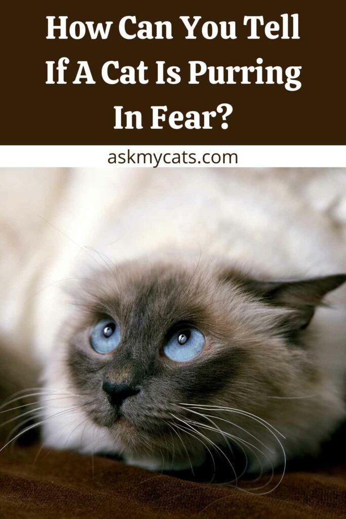 How Can You Tell If A Cat Is Purring In Fear?