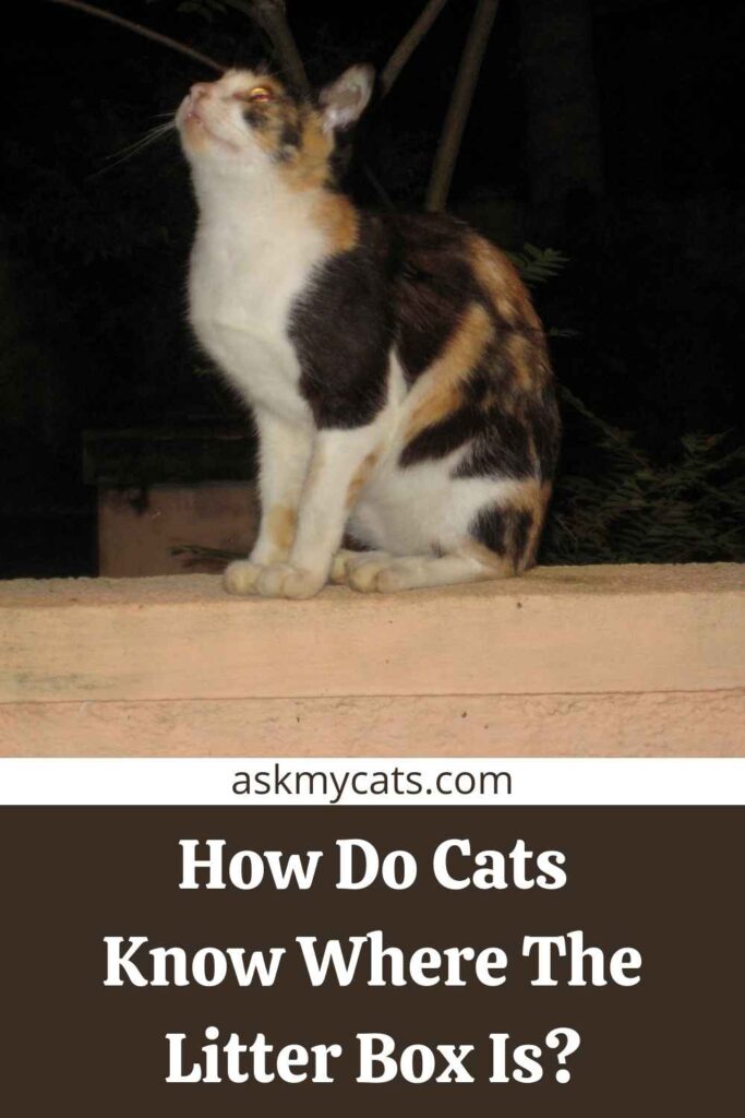 How Do Cats Know Where The Litter Box Is?