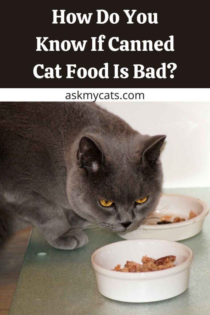 How Do You Know If Canned Cat Food Is Bad?