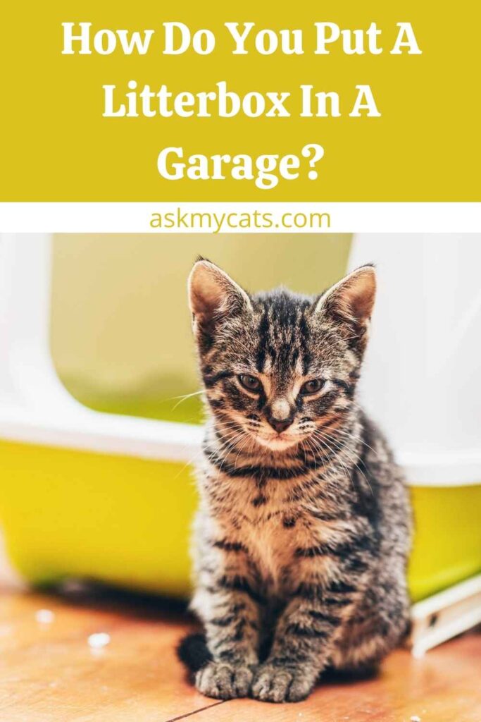 How Do You Put A Litterbox In A Garage?