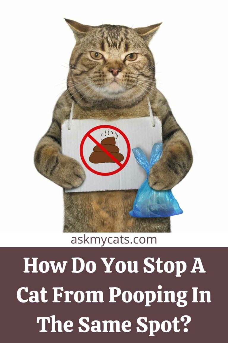 My Cat Keeps Pooping On The Floor In The Same Spot! How To Stop Them?