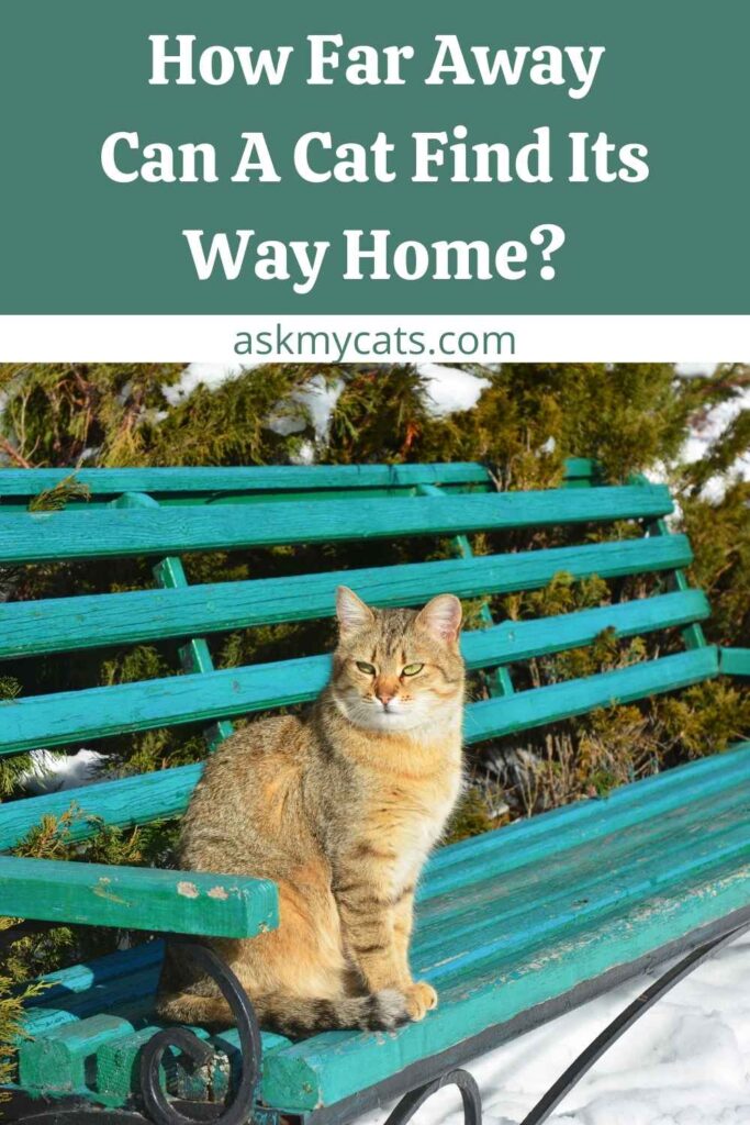 How Far Away Can A Cat Find Its Way Home?