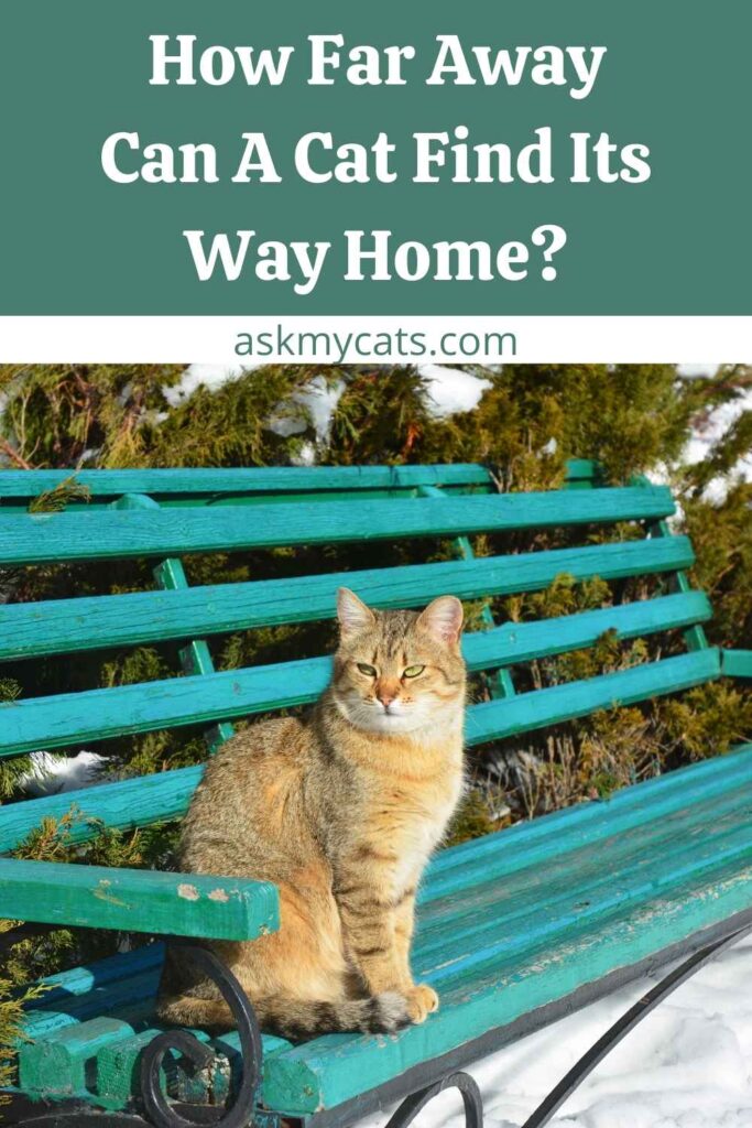 can-cats-find-their-way-home-if-lost