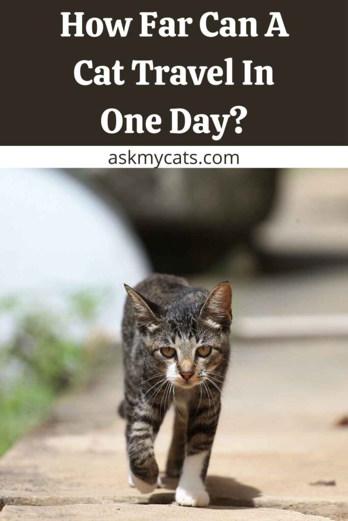How Far Can A Cat Travel In One Day?