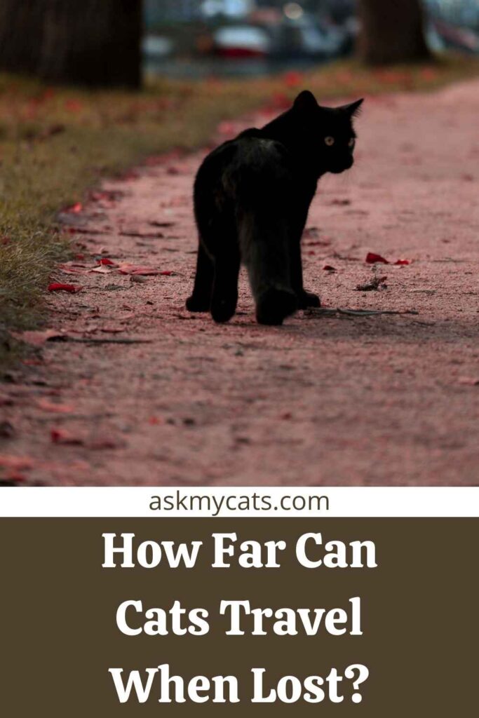 How Far Can Cats Travel When Lost?