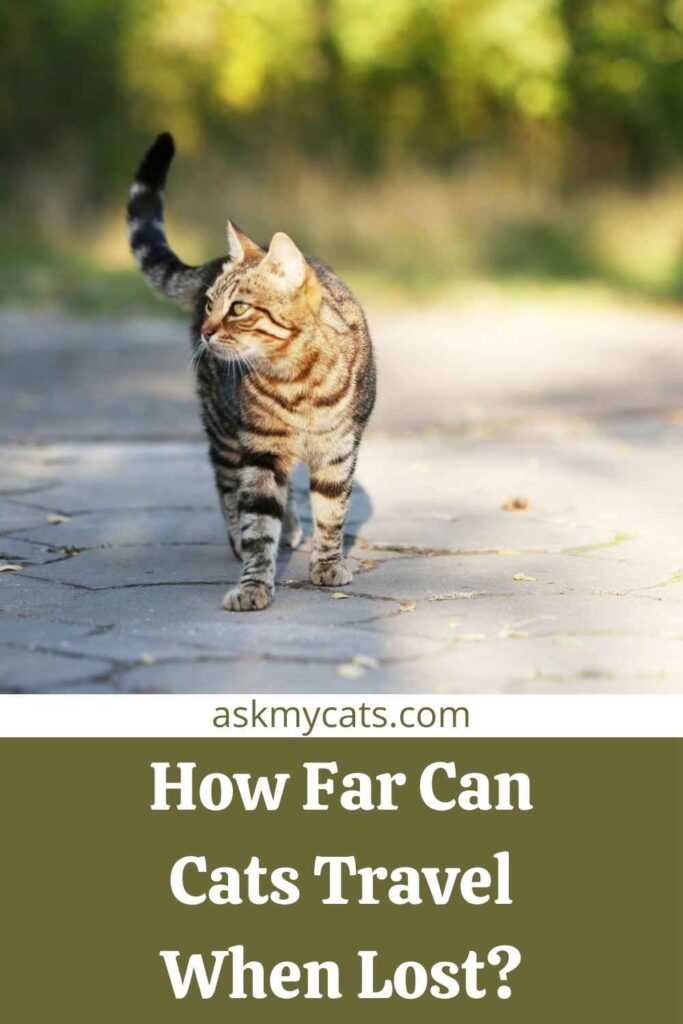 How Far Can Cats Travel When Lost?