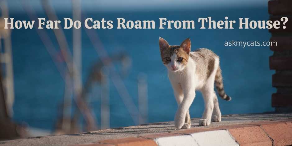 How Far Do Cats Roam From Their House
