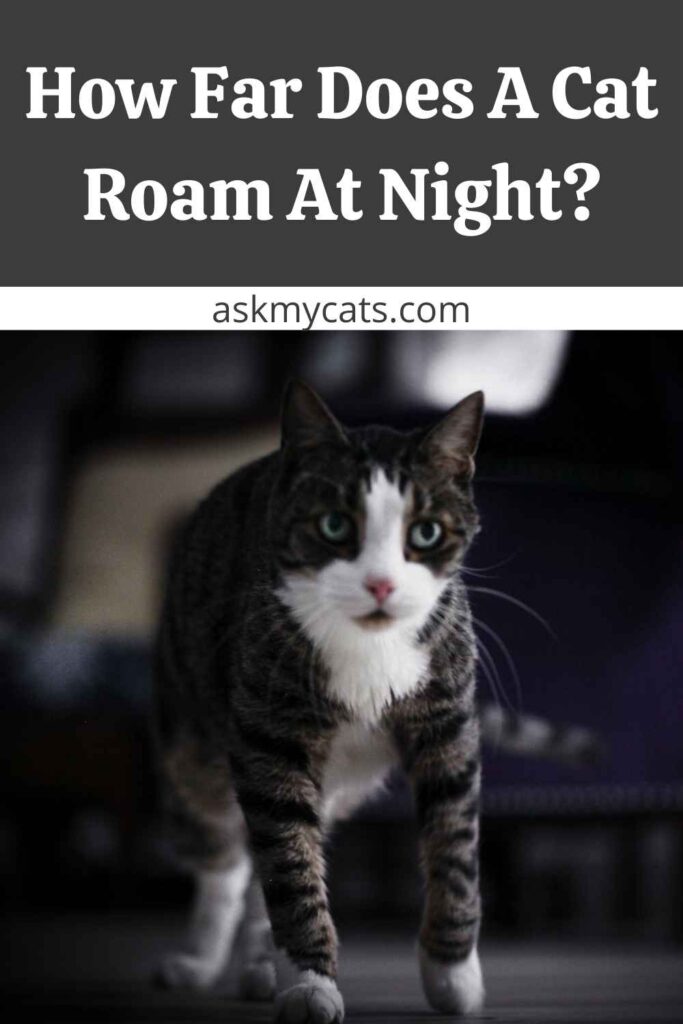 How Far Does A Cat Roam At Night?