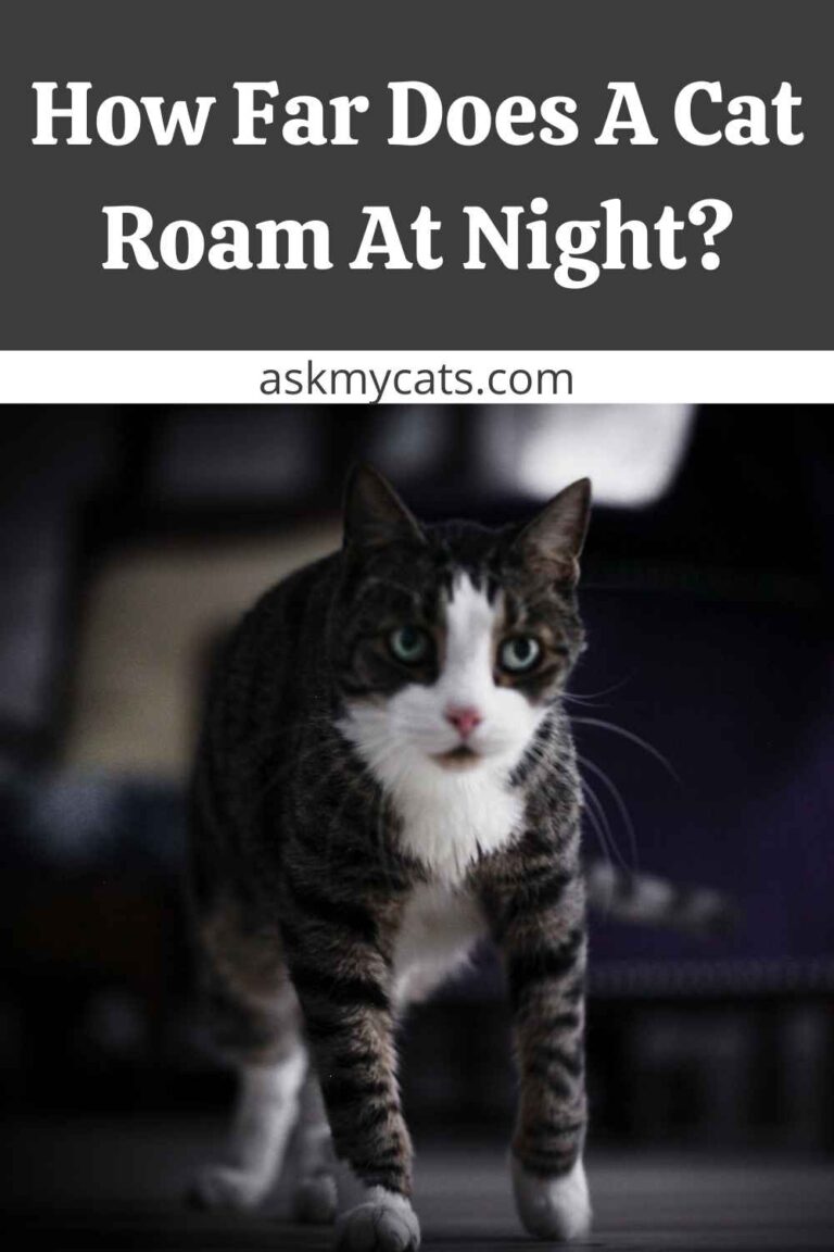 How Far Do Cats Roam From Their House?