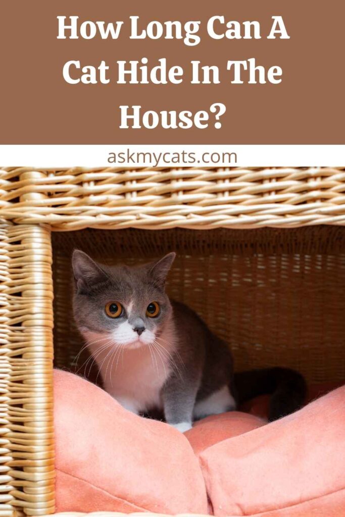 How Long Can A Cat Hide In The House?