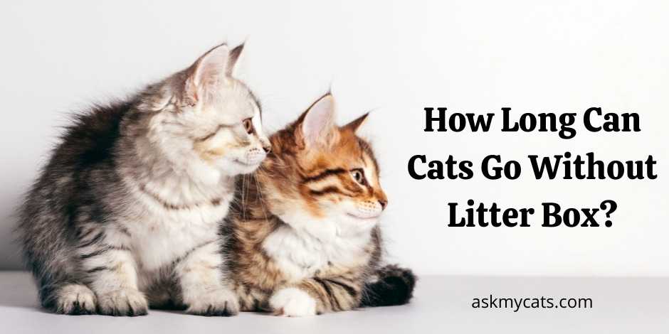 How Long Can Cats Go Without Litter