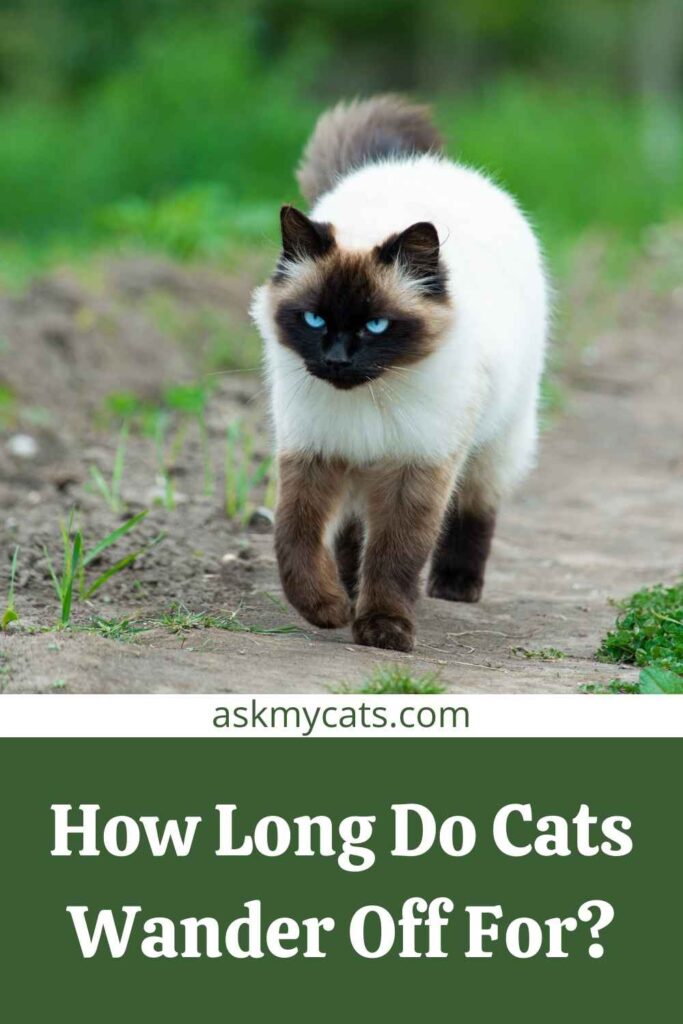 How Long Do Cats Wander Off For?
