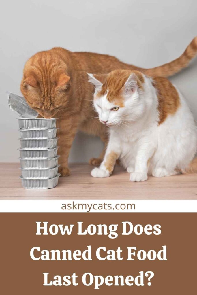 How Long Does Canned Cat Food Last Opened?