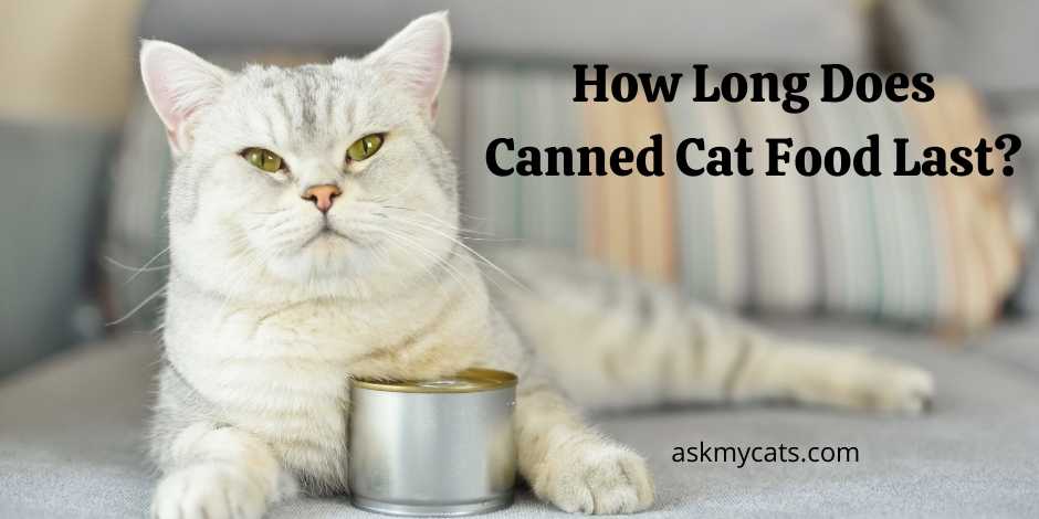 How Long Does Canned Cat Food Last