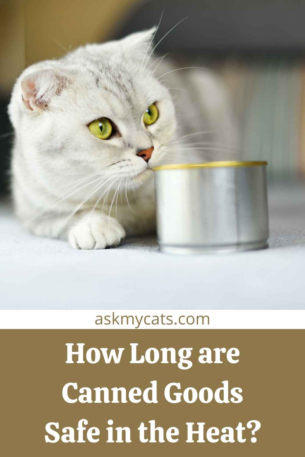 Canned Cat Food Left In Hot Car! Will It Go Bad In Heat?