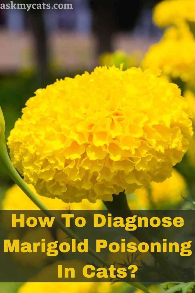 How To Diagnose Marigold Poisoning In Cats?