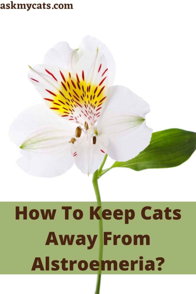 How To Keep Cats Away From Alstroemeria?