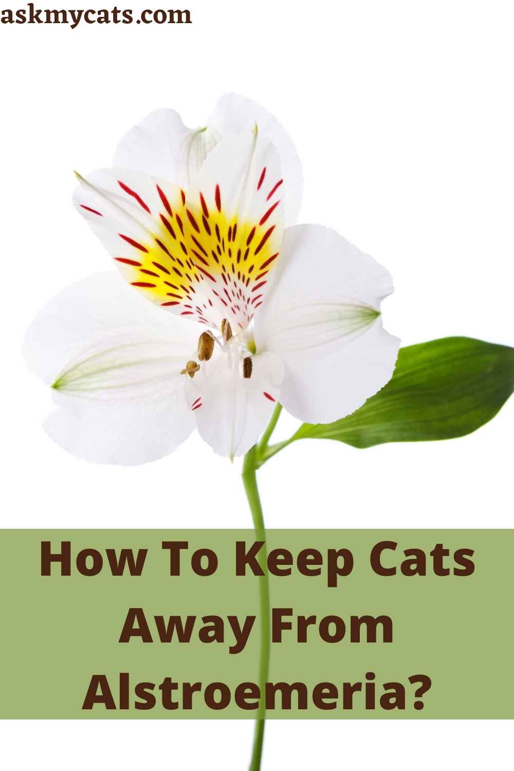 Are Alstroemeria Poisonous To Cats?