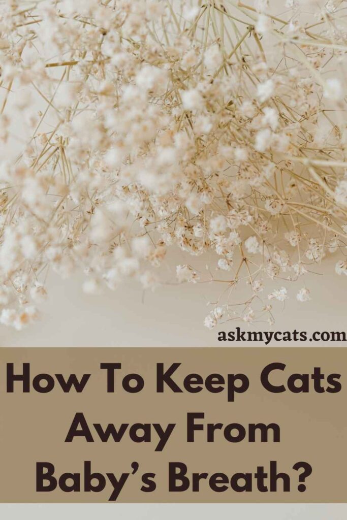 How To Keep Cats Away From Baby’s Breath?