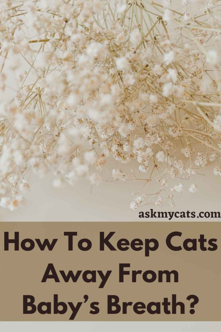 Is Baby's Breath Toxic To Cats? How To Keep Cats Away From Baby’s Breath?