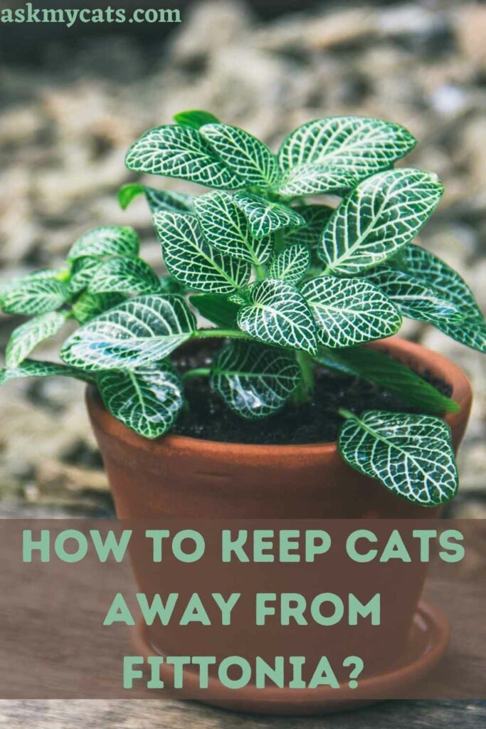 How To Keep Cats Away From Fittonia?