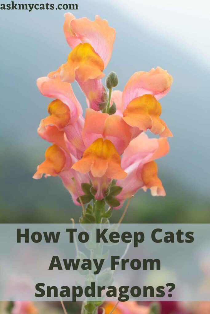 How To Keep Cats Away From Snapdragons?