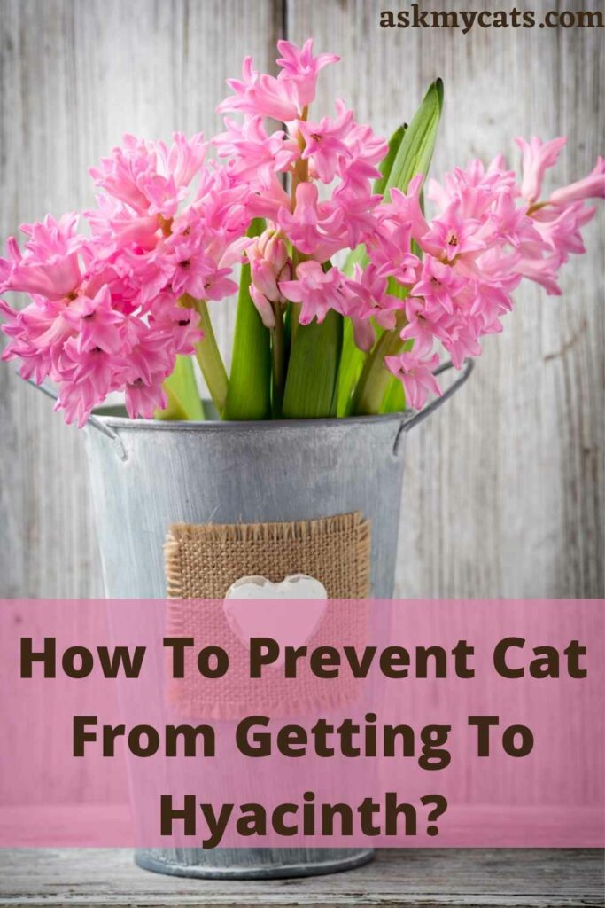 How To Prevent Cat From Getting To Hyacinth?