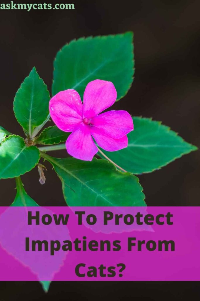 How To Protect Impatiens From Cats?