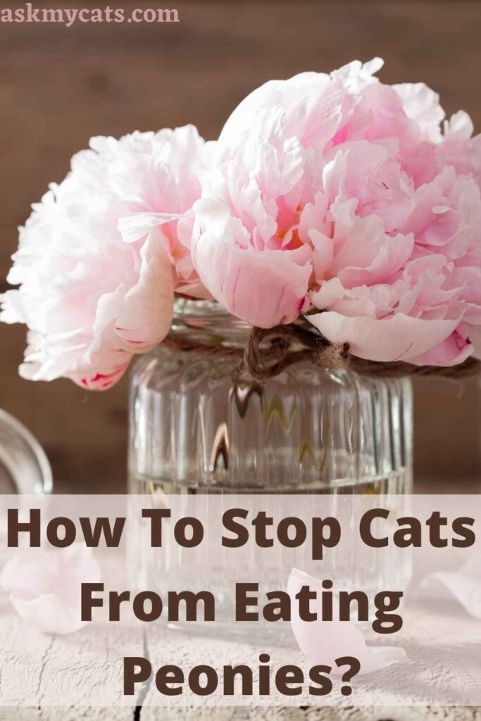 How To Stop Cats From Eating Peonies?