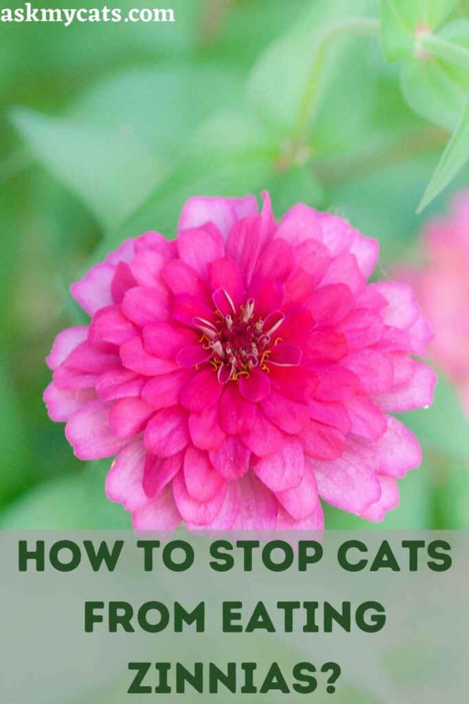 How To Stop Cats From Eating Zinnias?