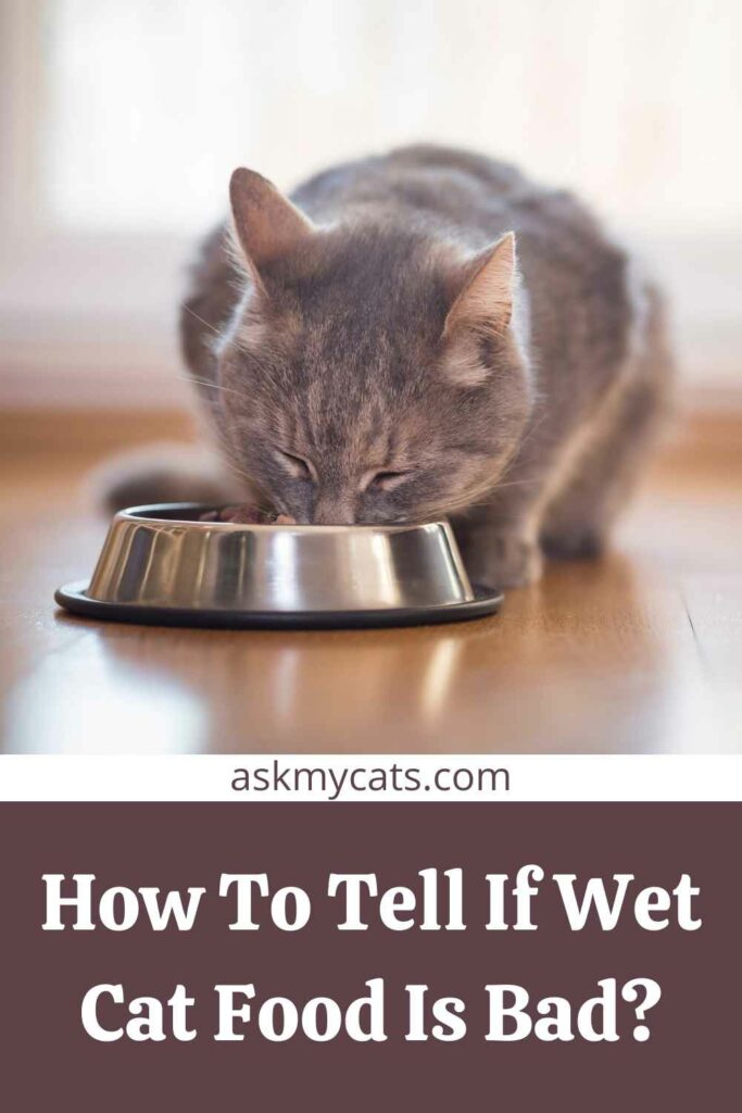 How To Tell If Wet Cat Food Is Bad?