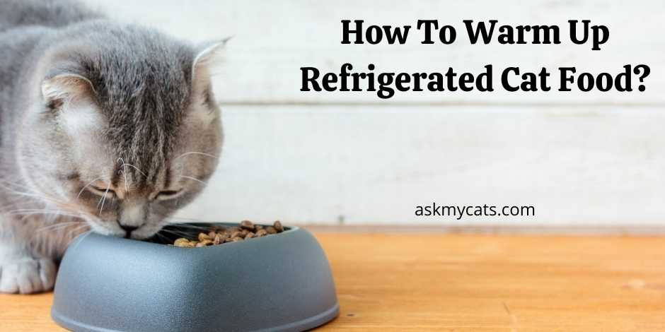 How To Warm Up Refrigerated Cat Food