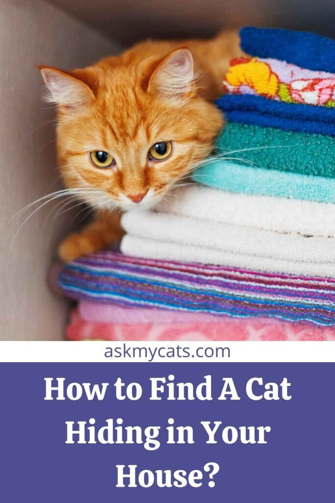 How to Find A Cat Hiding in Your House?