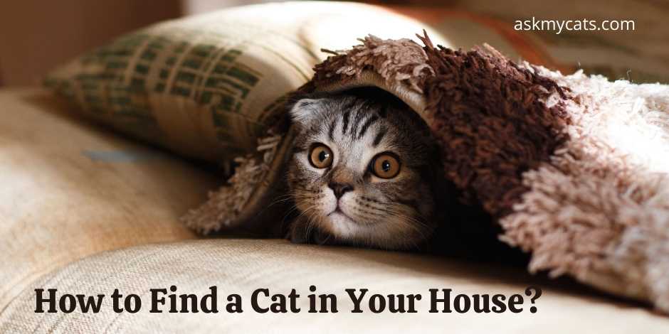 How to Find a Cat in Your House