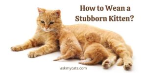 How to Wean a Stubborn Kitten? What Happens If You Wean A Kitten Too Late/Too Early?