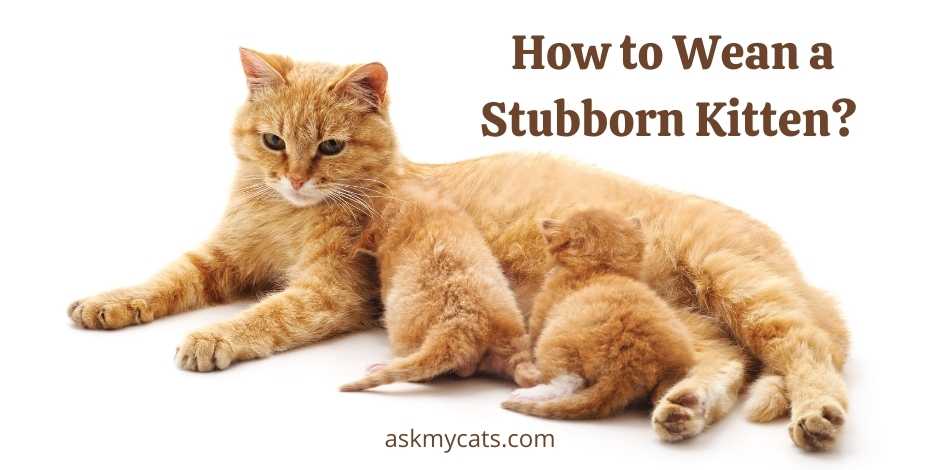 How to Wean a Stubborn Kitten