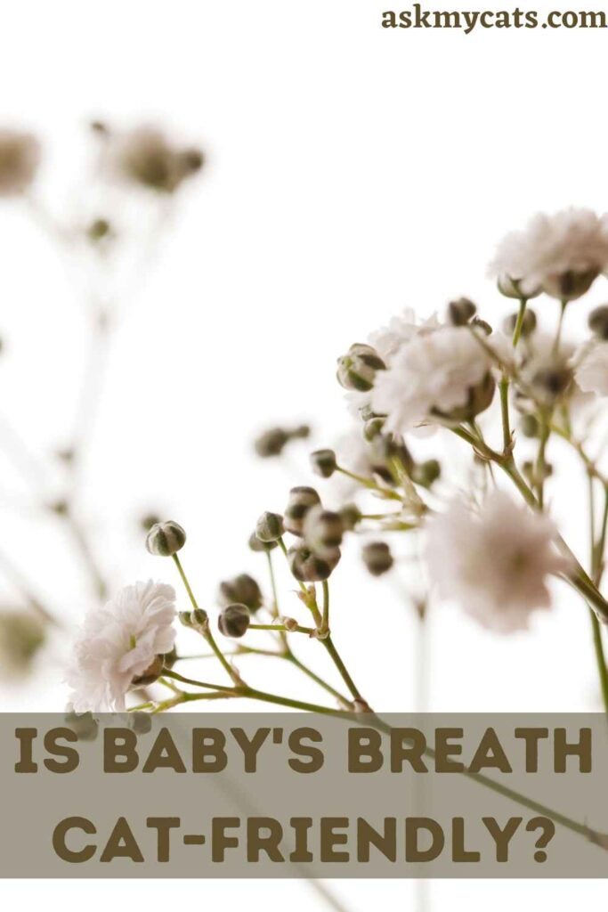 Is Baby's Breath Cat-Friendly?