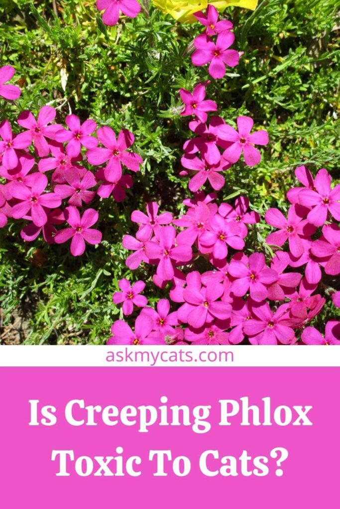 Is Creeping Phlox Toxic To Cats?