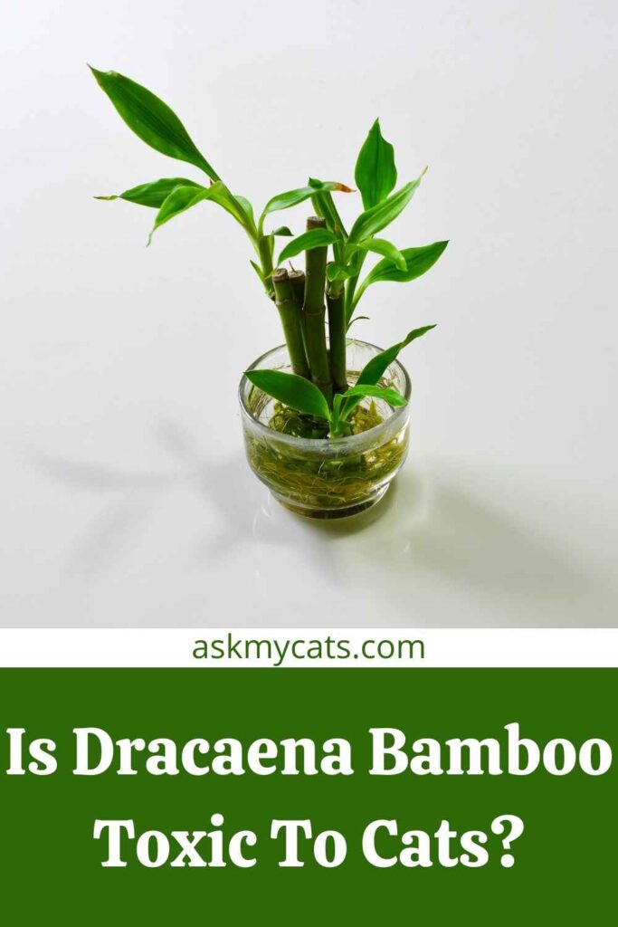 Is Dracaena Bamboo Toxic To Cats?