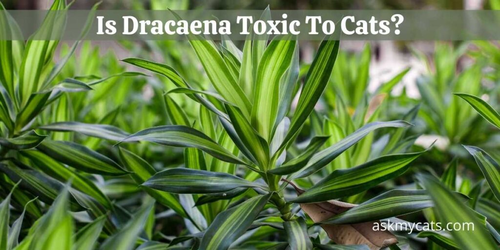 Is Dracaena Toxic To Cats