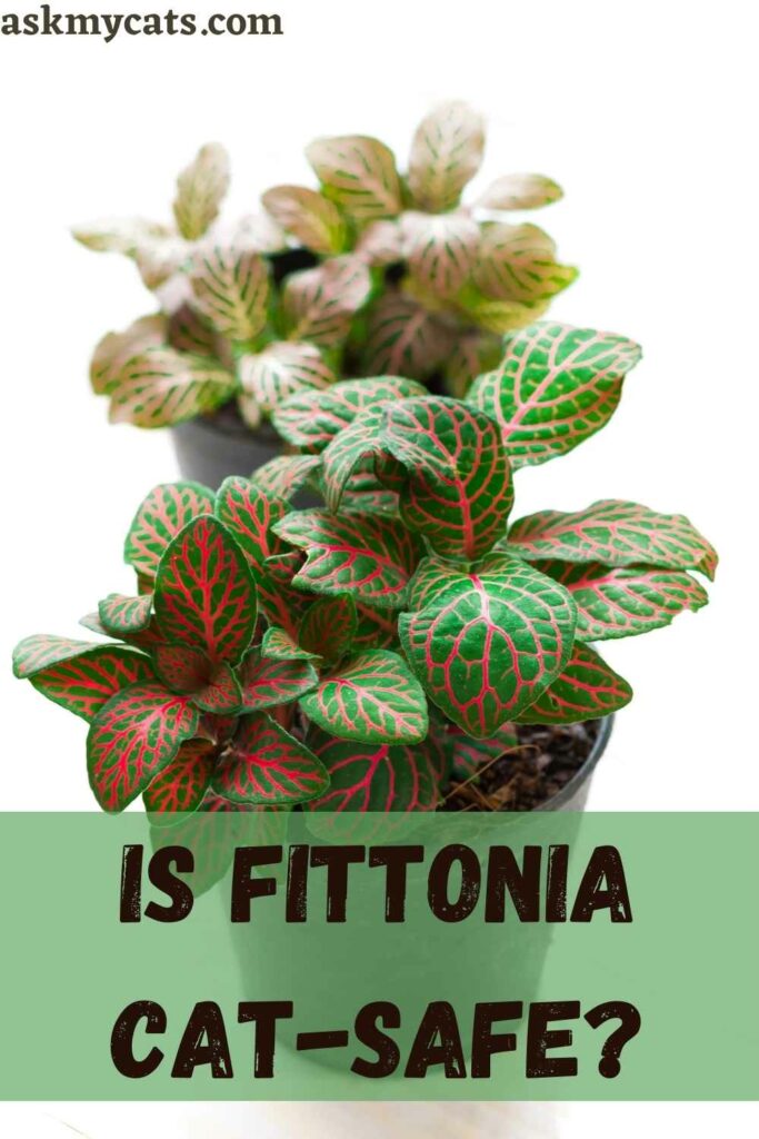 Is Fittonia Cat-Safe?