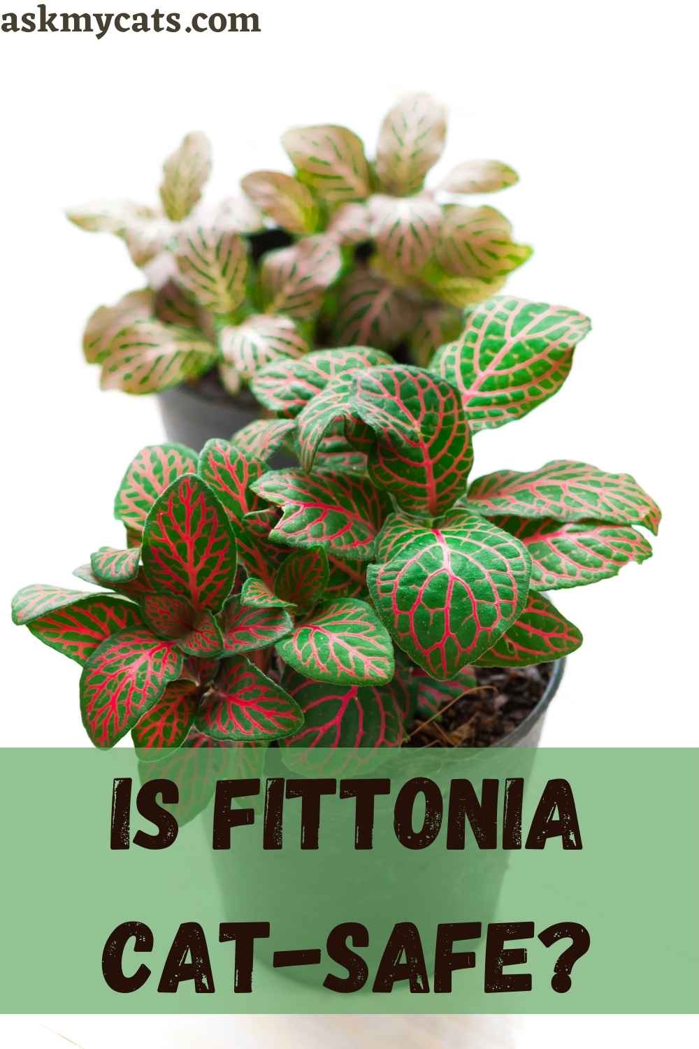 Is Fittonia Toxic To Cats? How To Keep Cats Away From Fittonia?