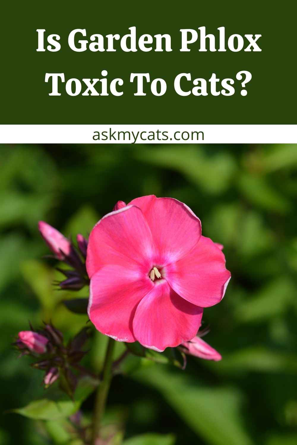 Can Cats Eat Phlox? Is Phlox Toxic To Cats?