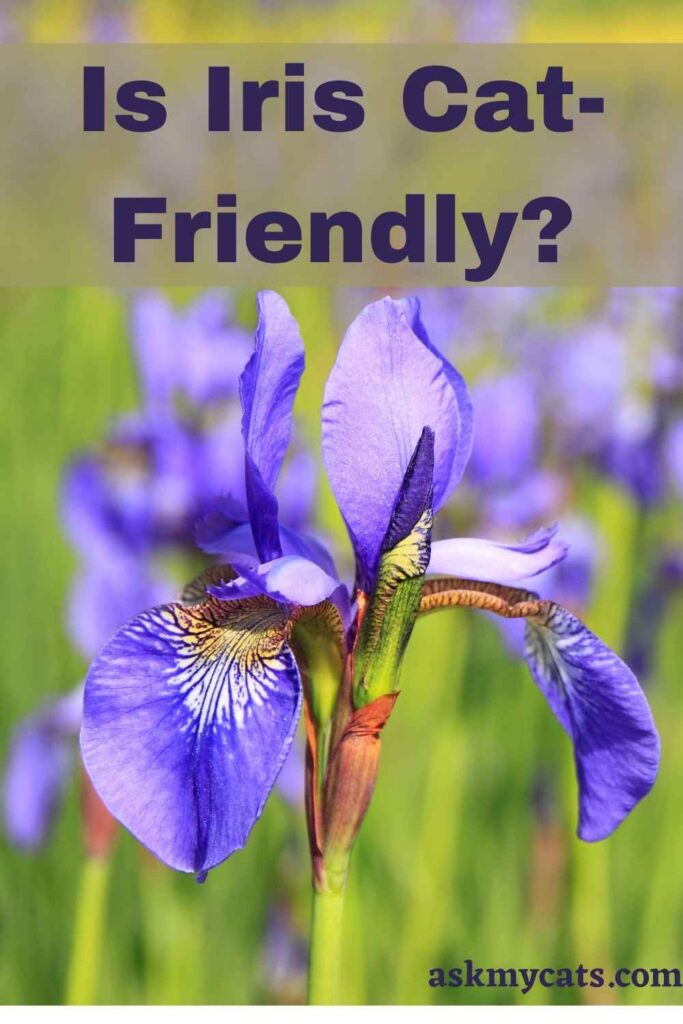 are iris plants poisonous to cats and dogs