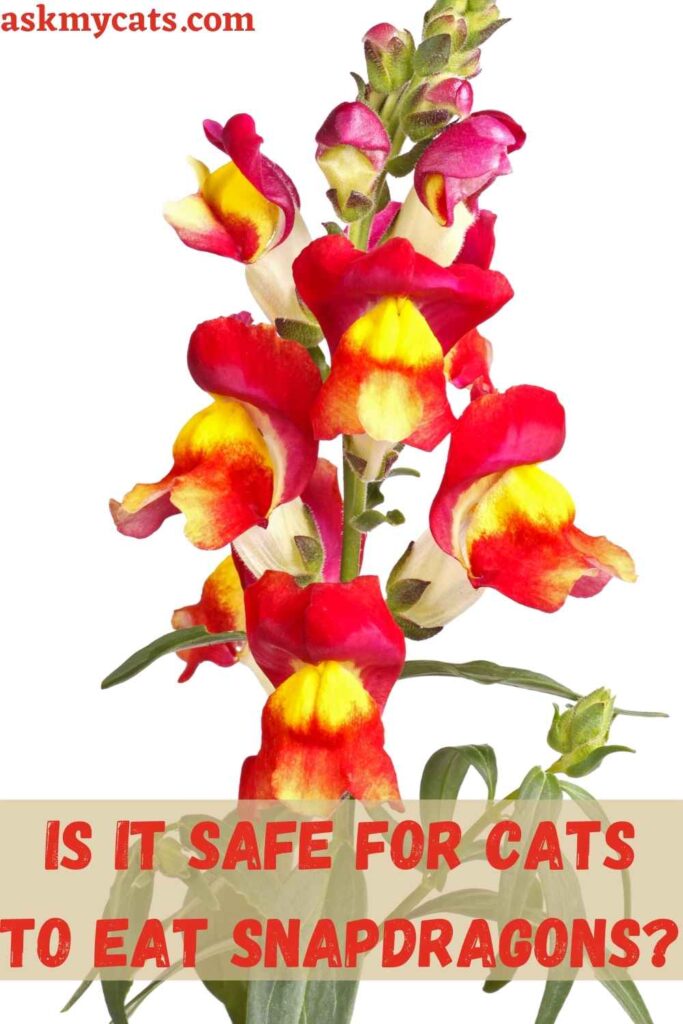 Is It Safe For Cats To Eat Snapdragons?